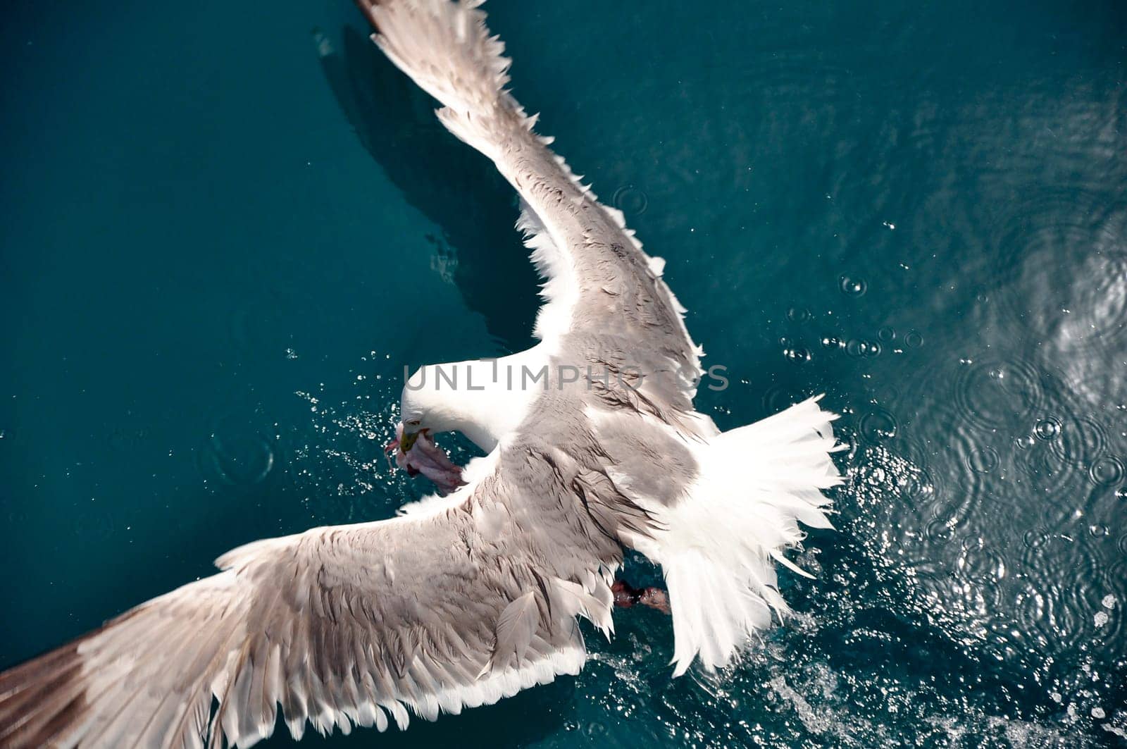 Seagull eats fish waste
