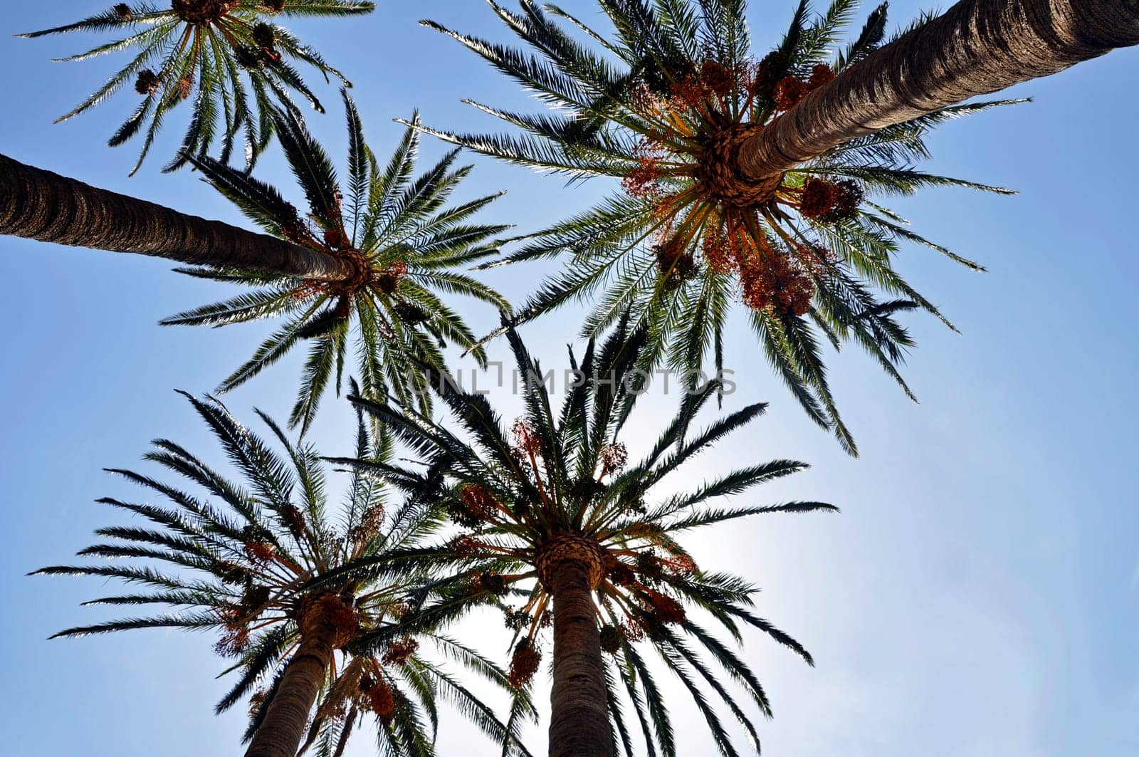 Palm Heaven