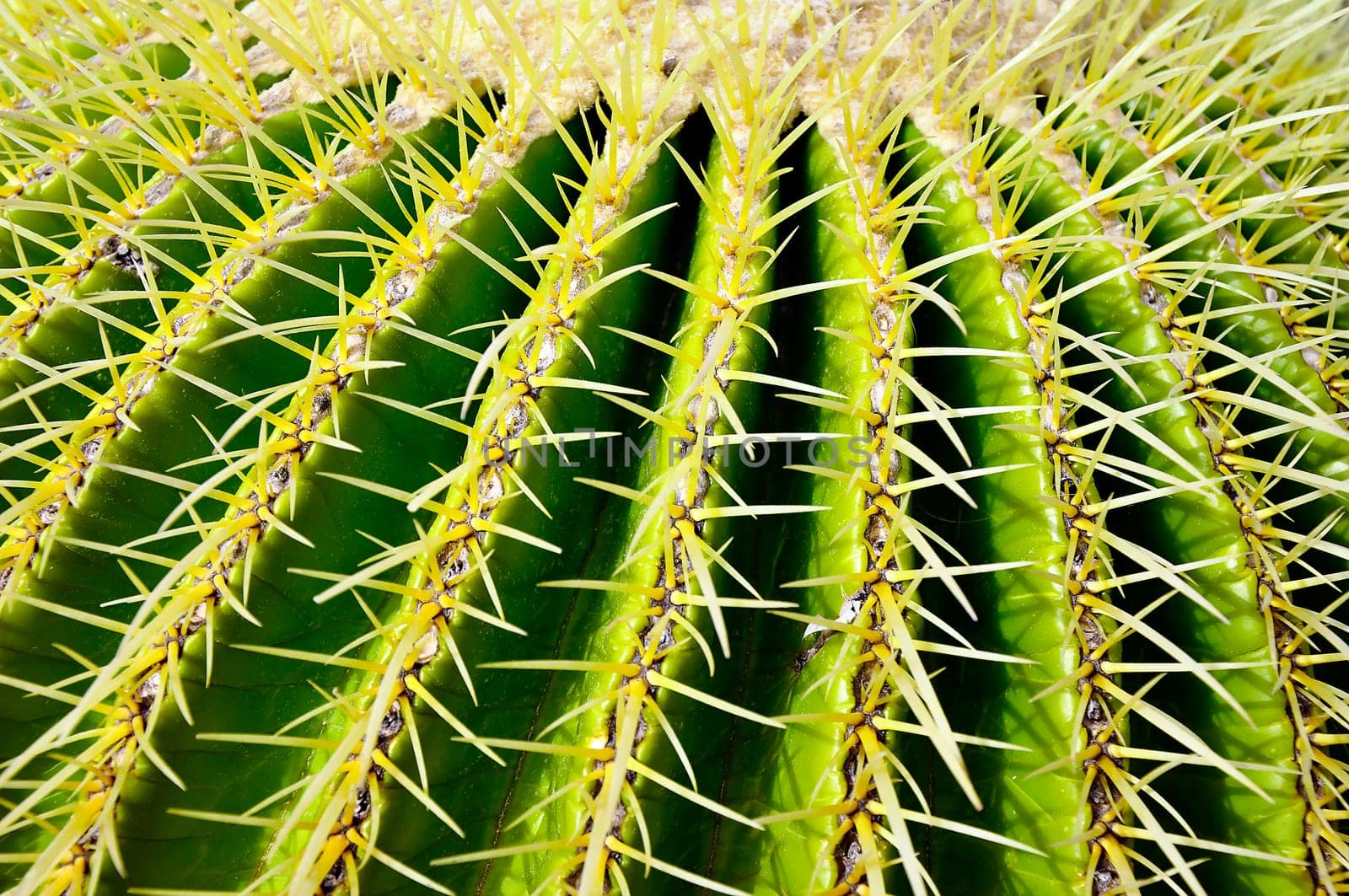 Spiny