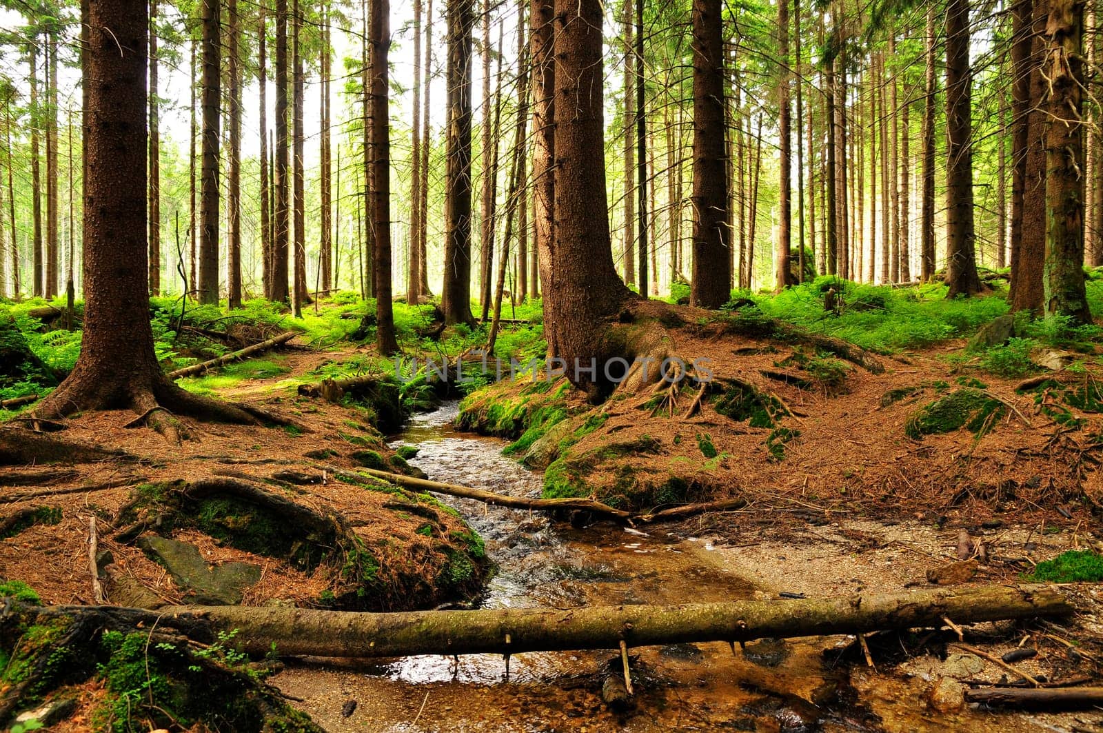 Fairytale forest and stream