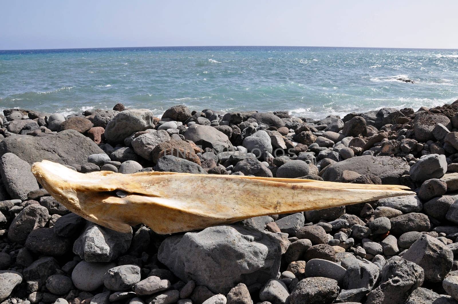 Whale Bones