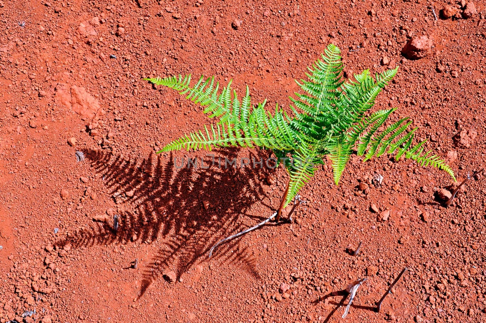 Single fern in La Gomera