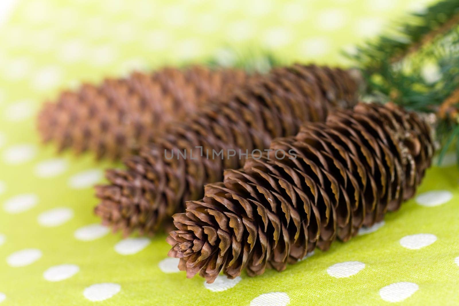 Pine cones with needles