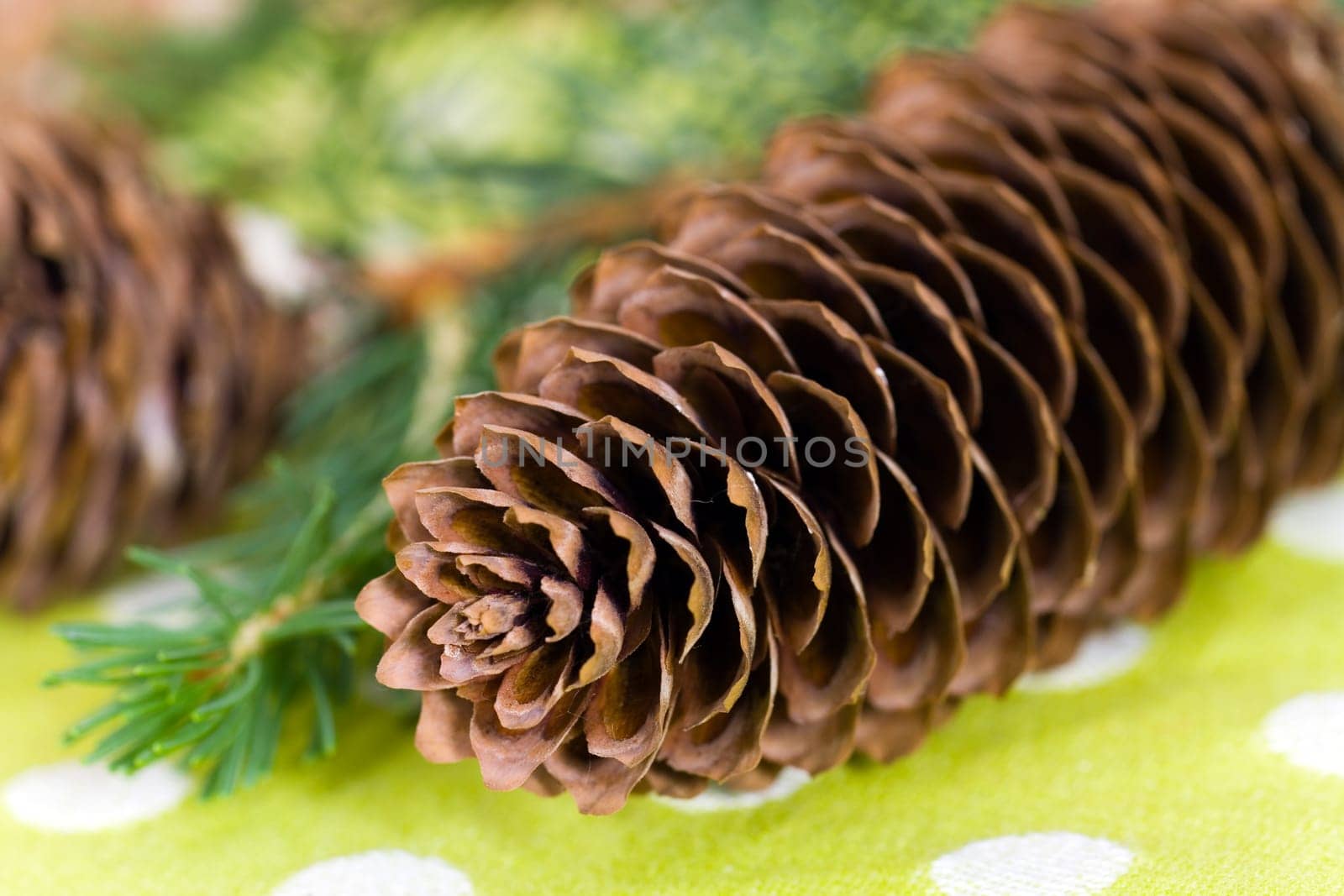 Pine cones with needles