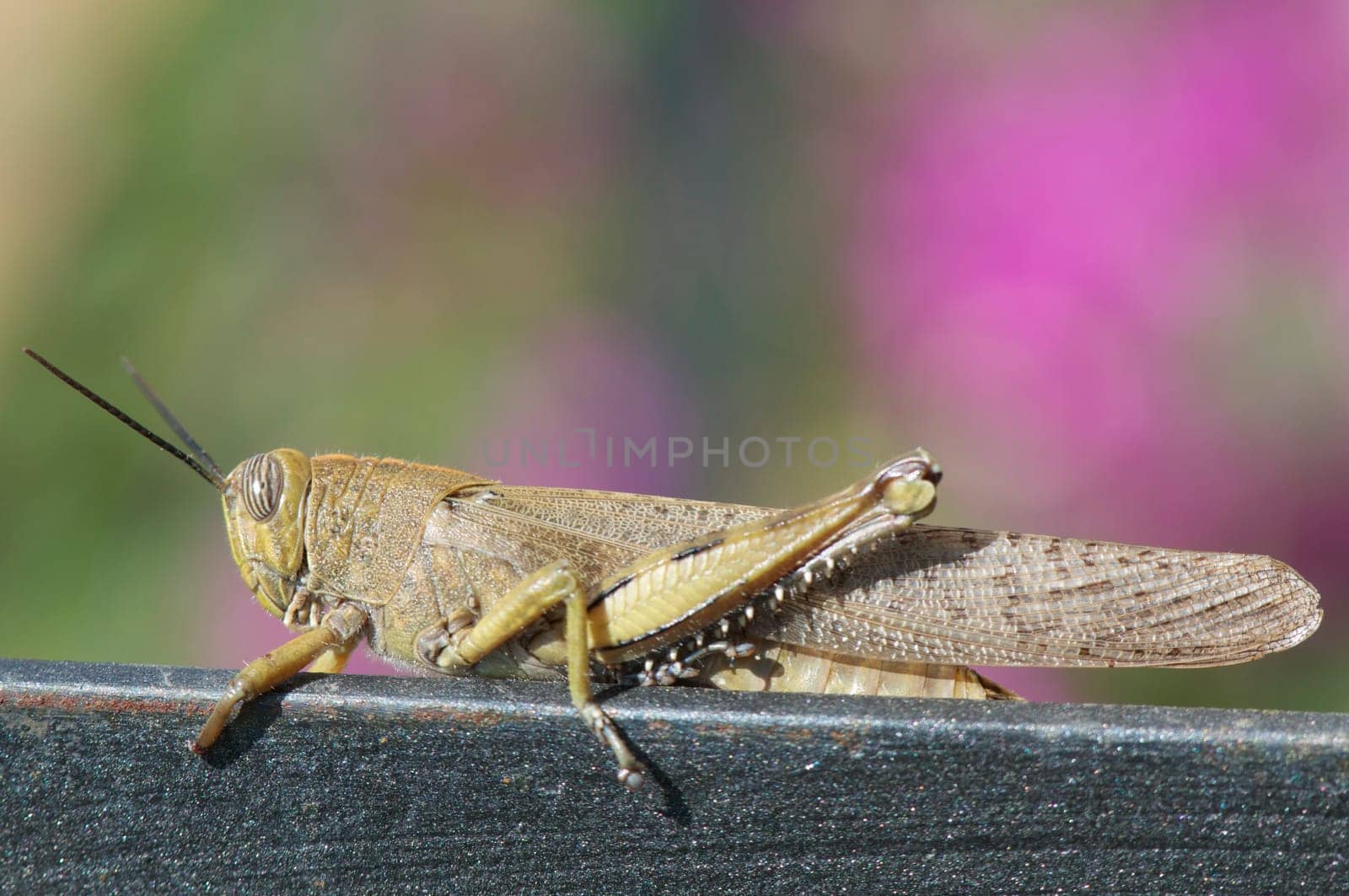 Grasshopper