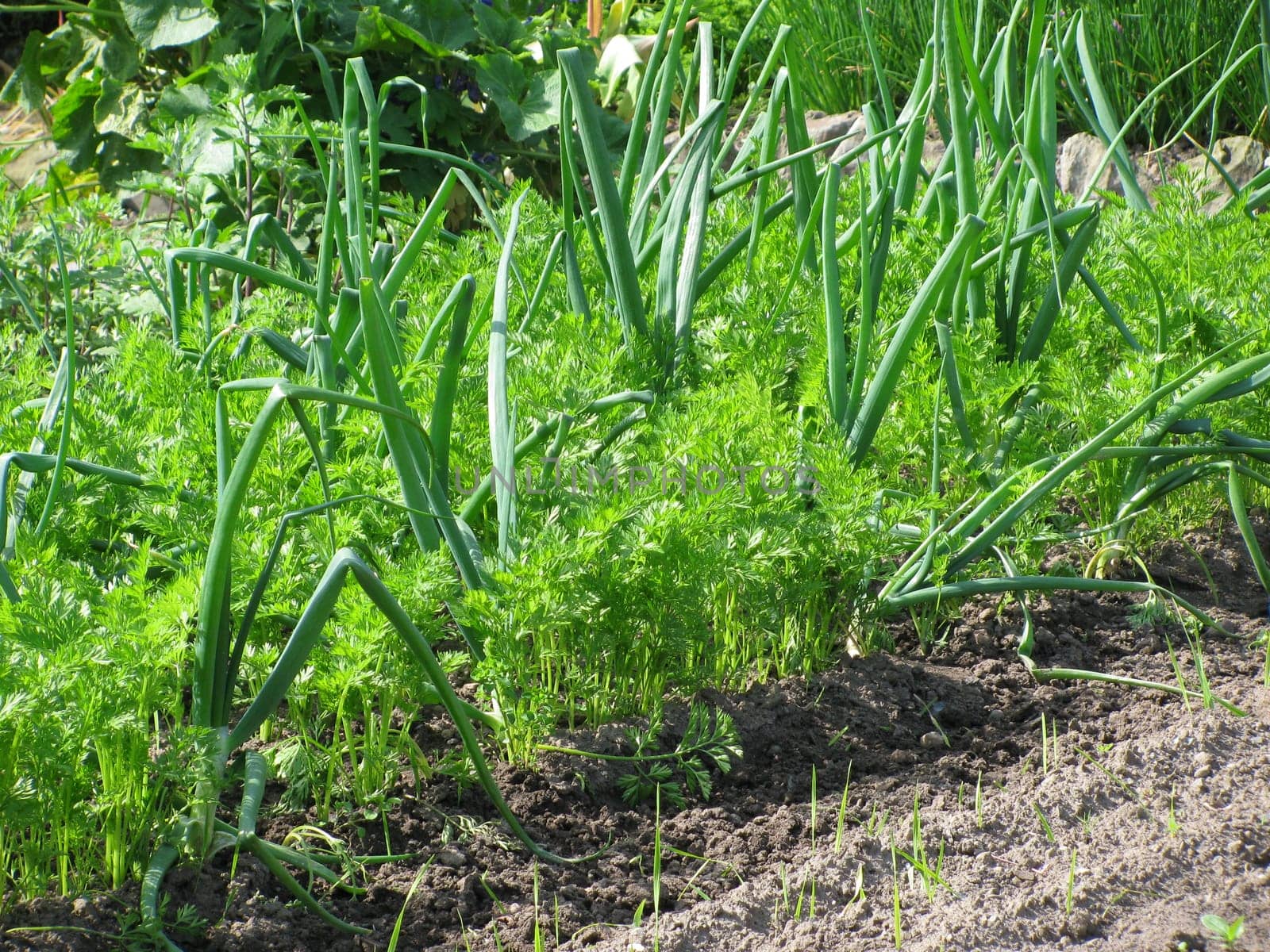 Carrots and onions in the vegetable patch