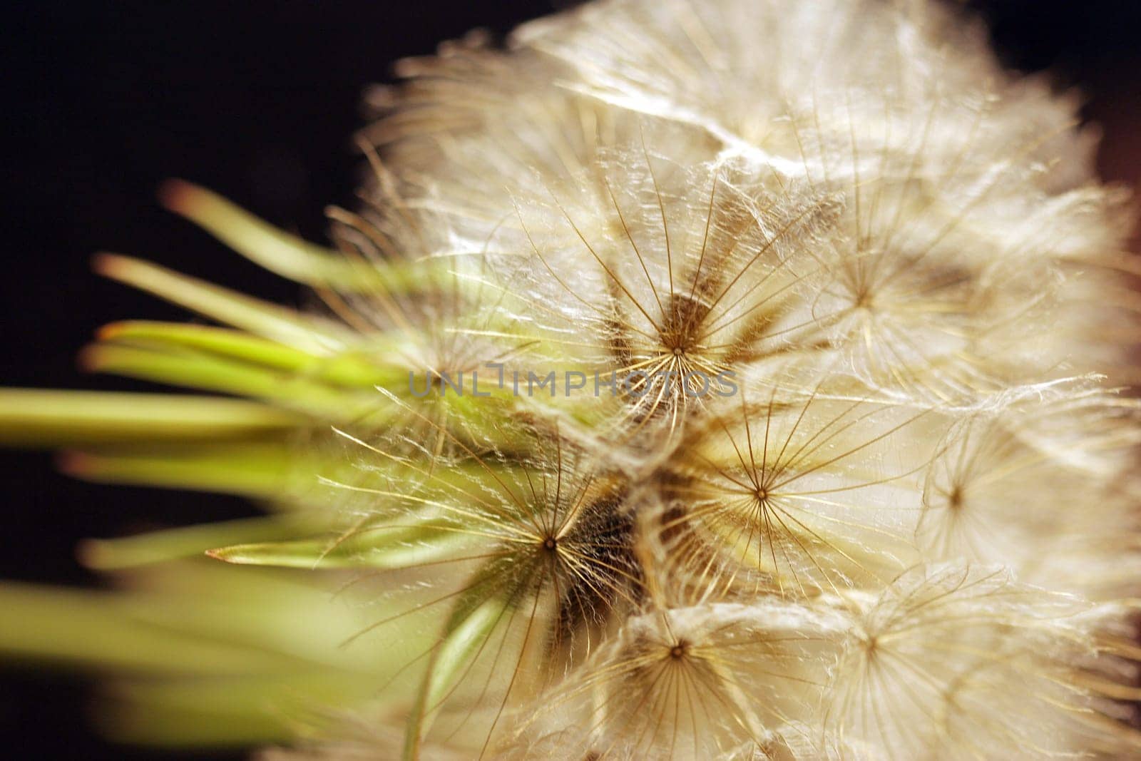 Dandelions