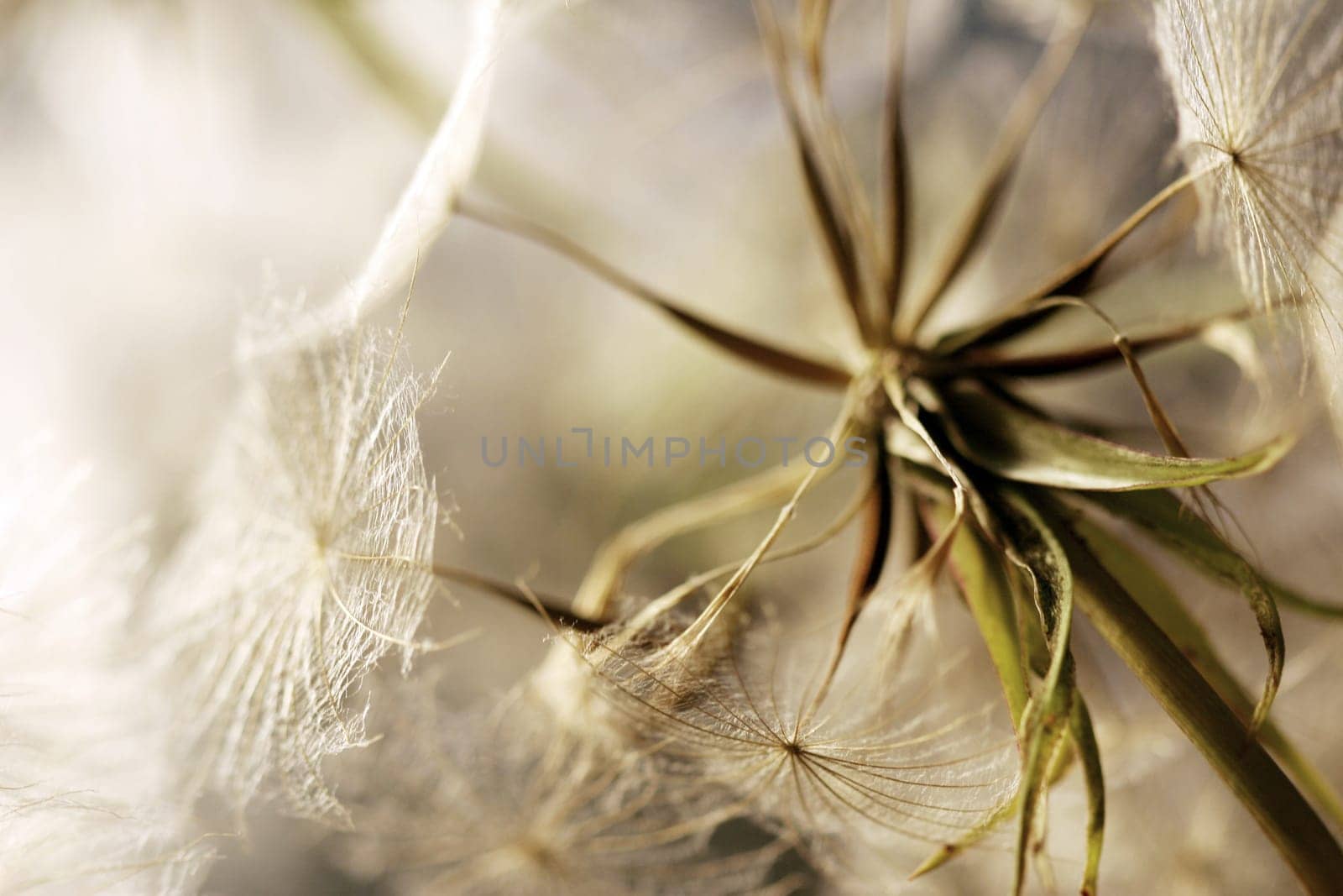 Dandelions