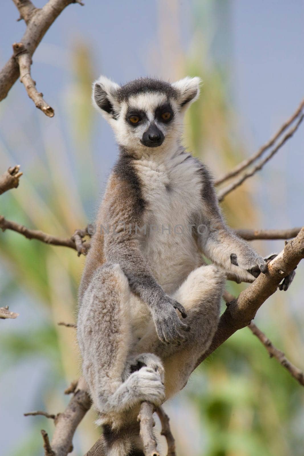 Ring-tailed Lemur