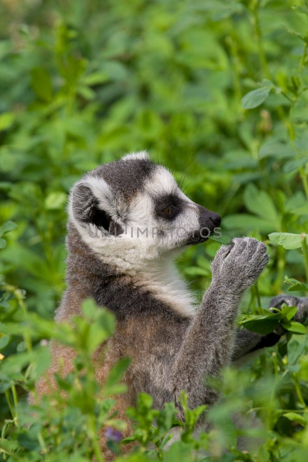 Ring-tailed Lemur