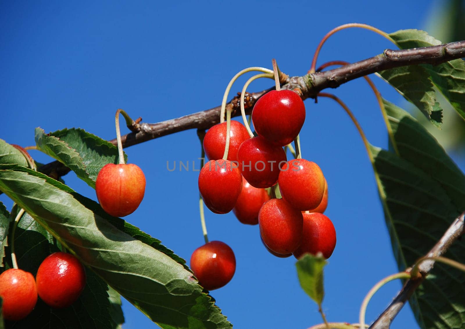 fresh cherries