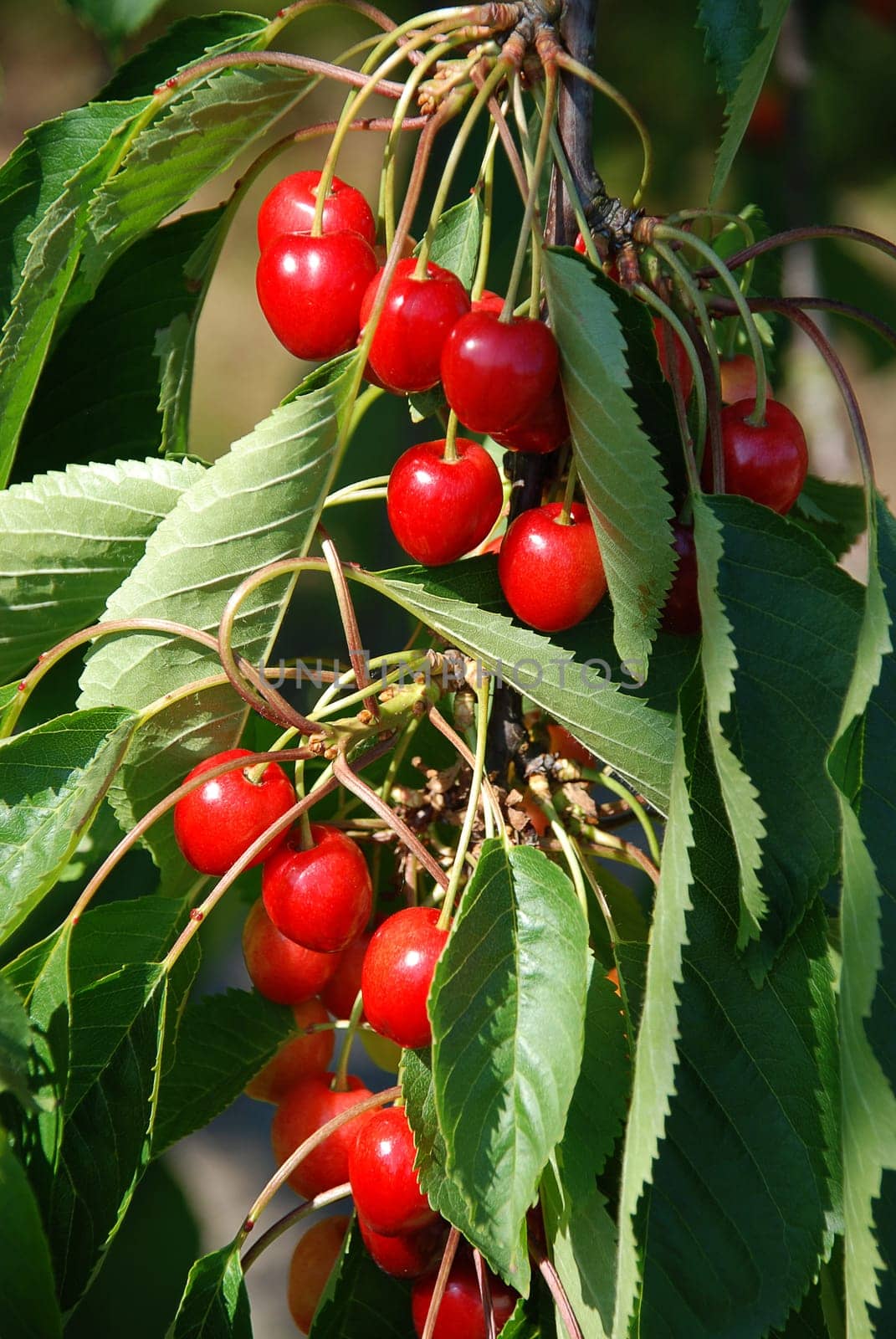 fresh cherries