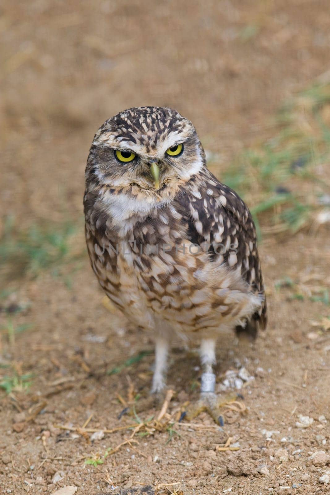 Burrowing Owl Portrait