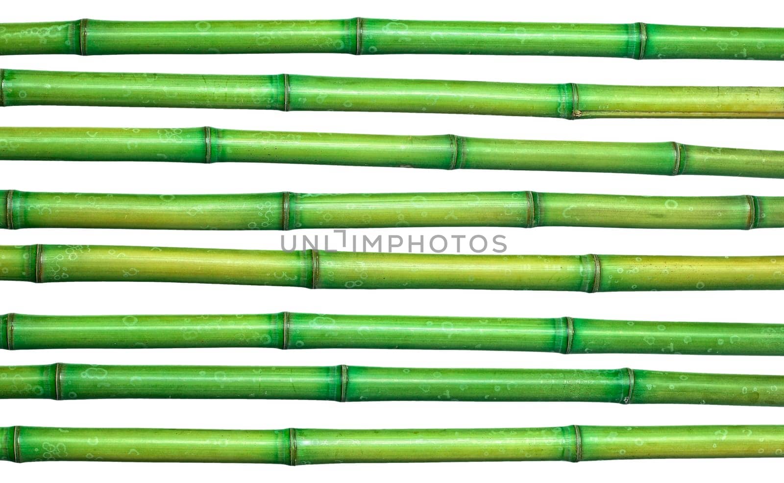 fresh bamboo background