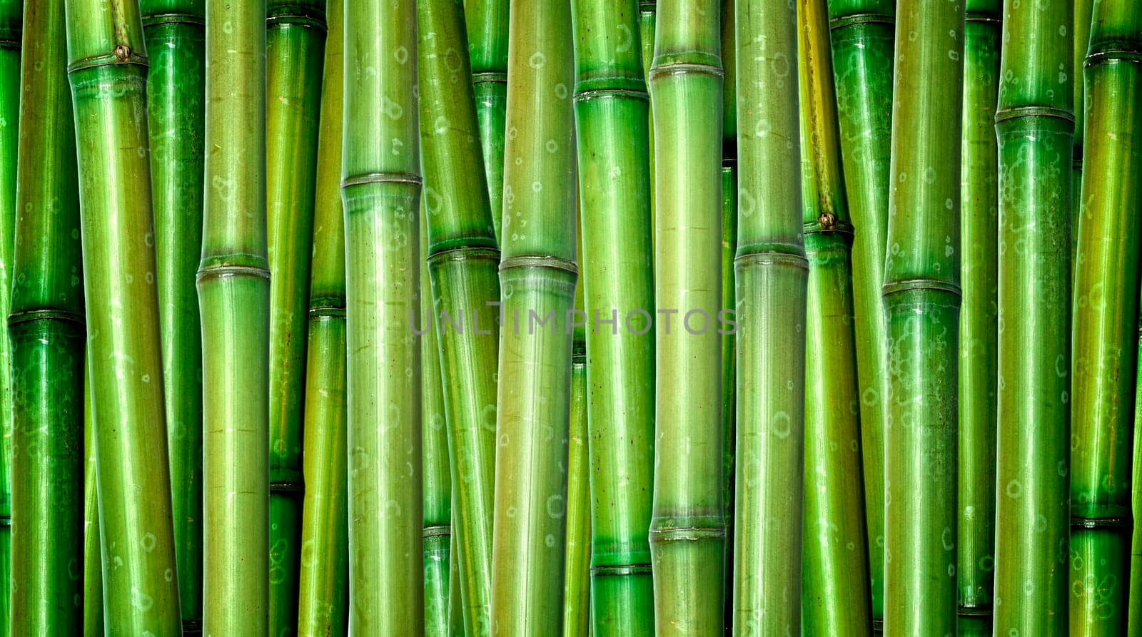 fresh bamboo background