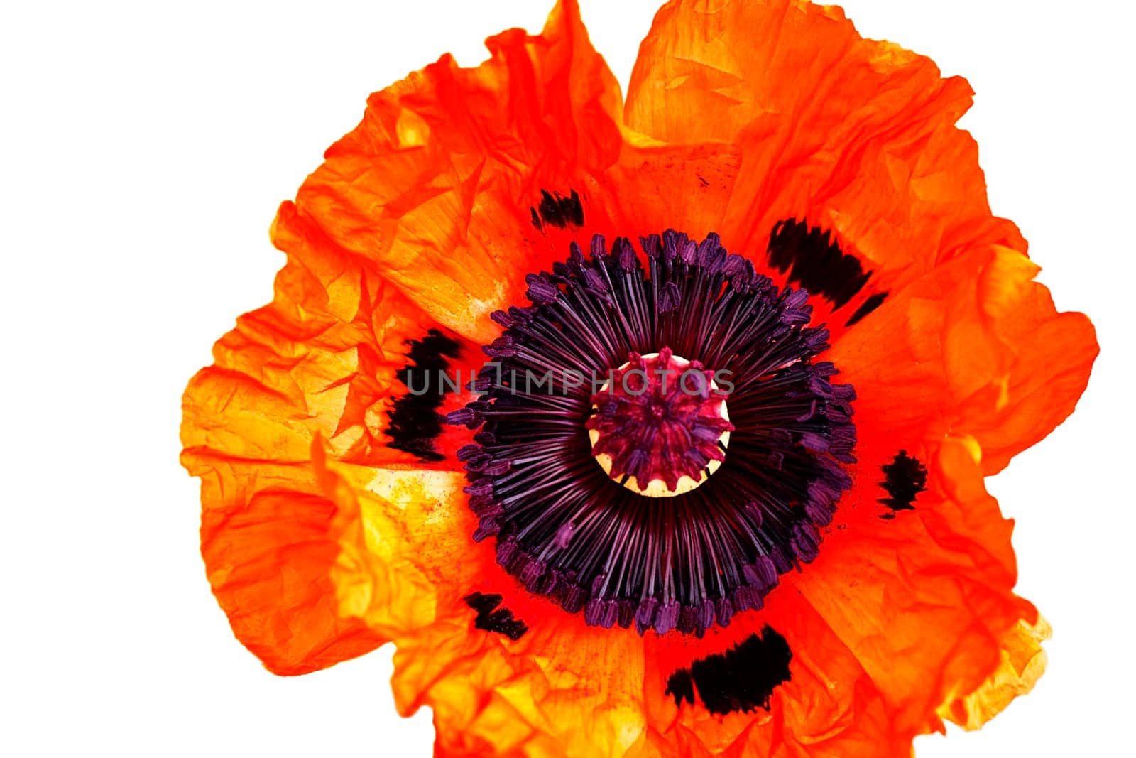 Poppy Flower Isolated