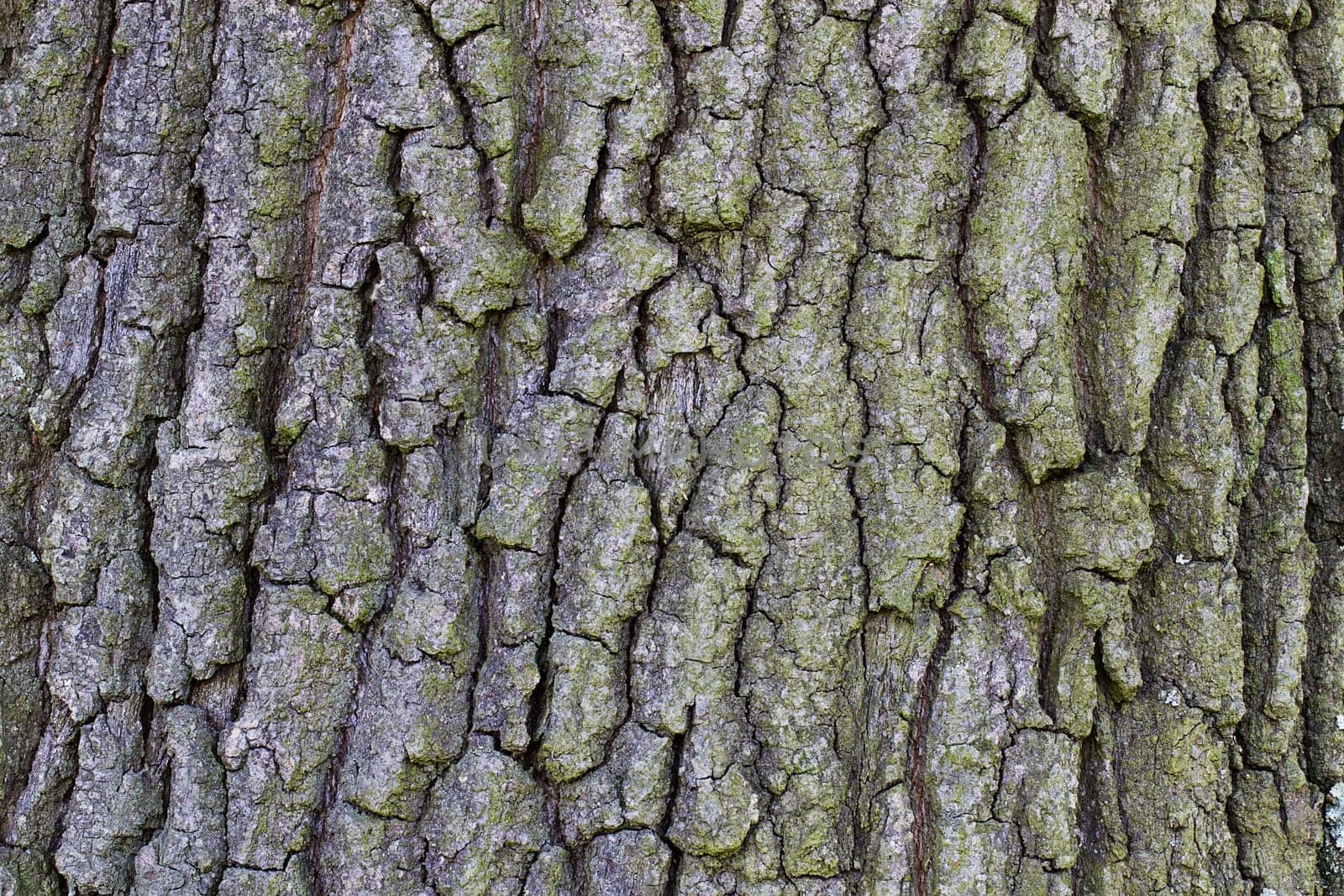 Background: Tree bark,beech,fine