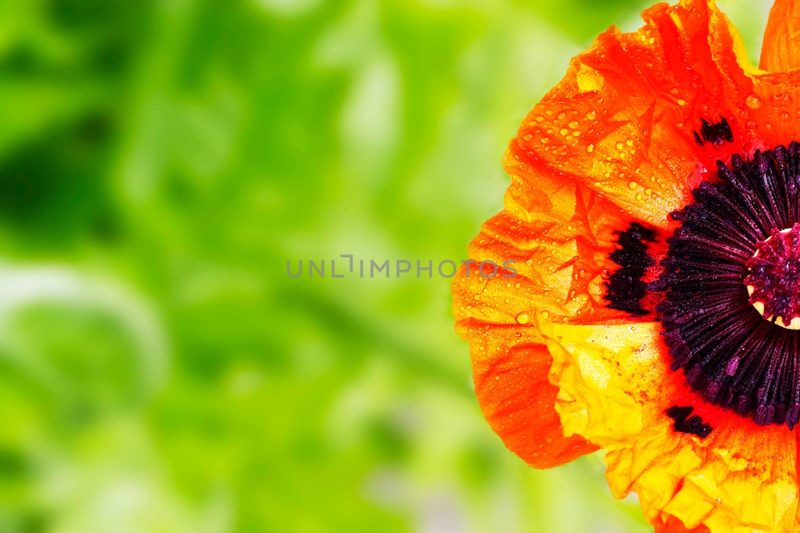 Close-up half poppy blossom