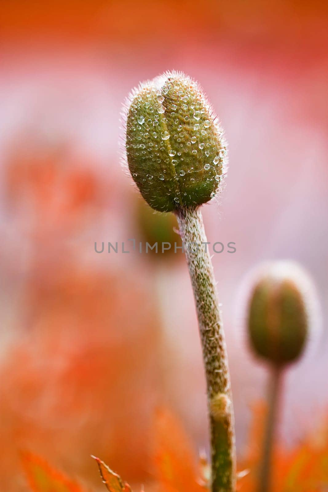 Poppy buds