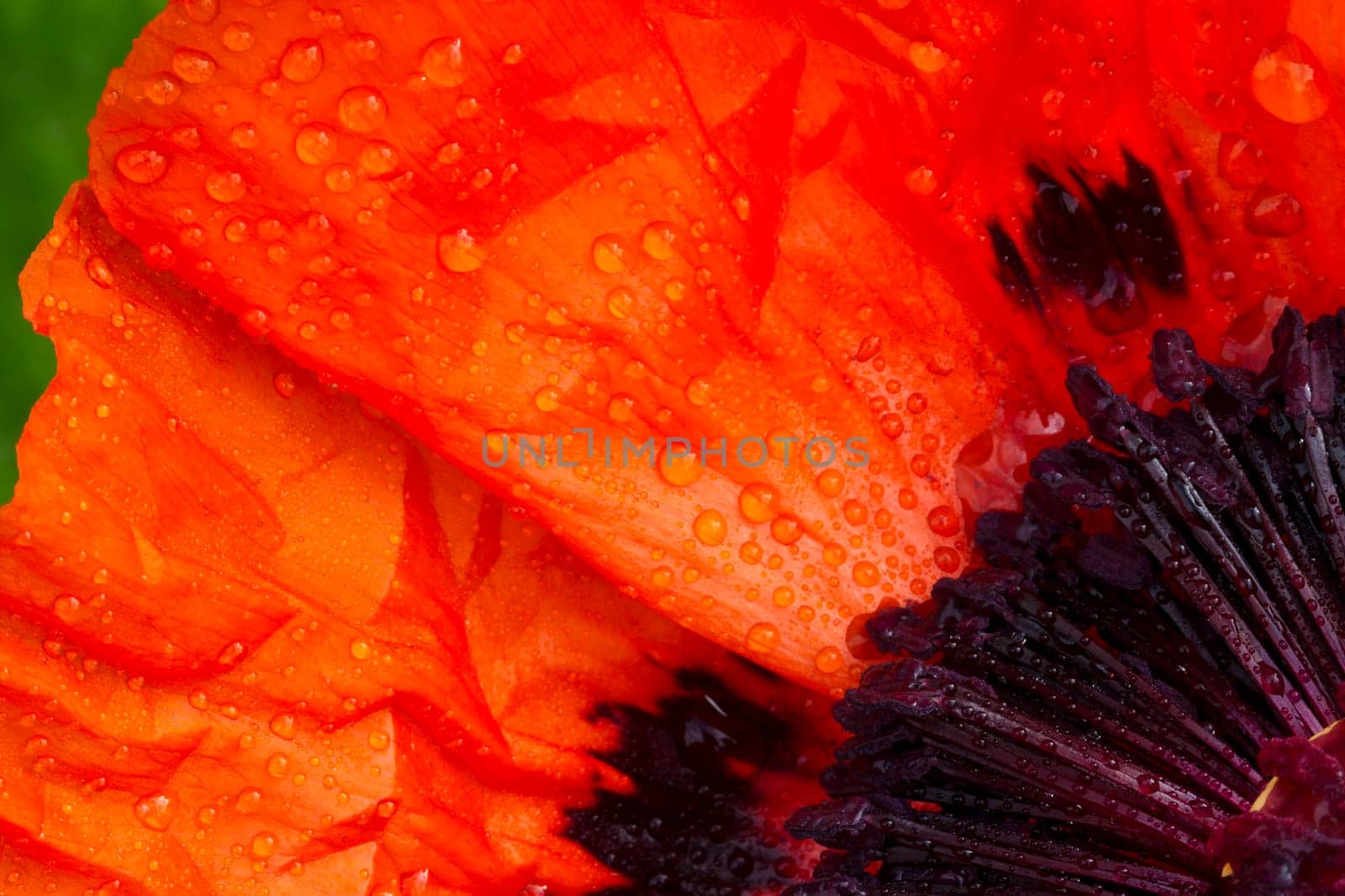 Quarter Poppy Blossom