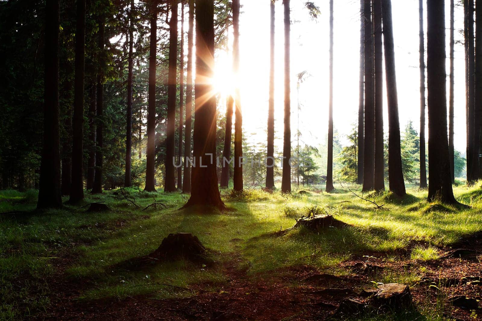 Sunrise in the forest