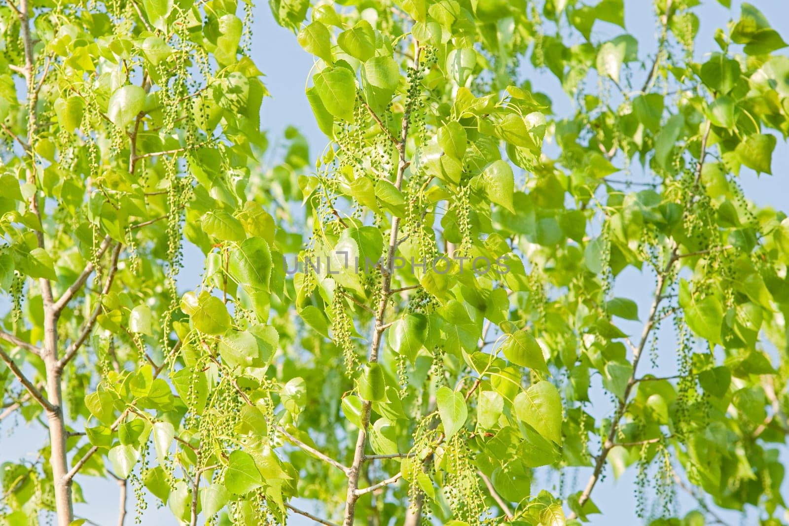 Sunny green leaves of a tree