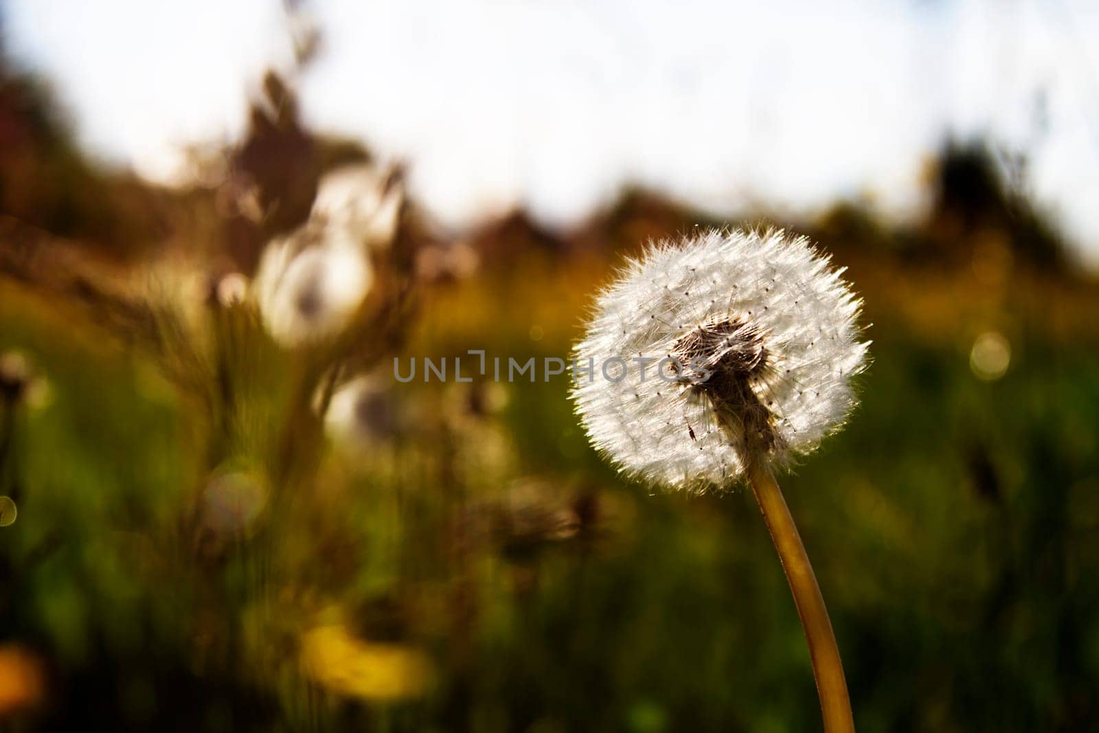 Dandelion backlit