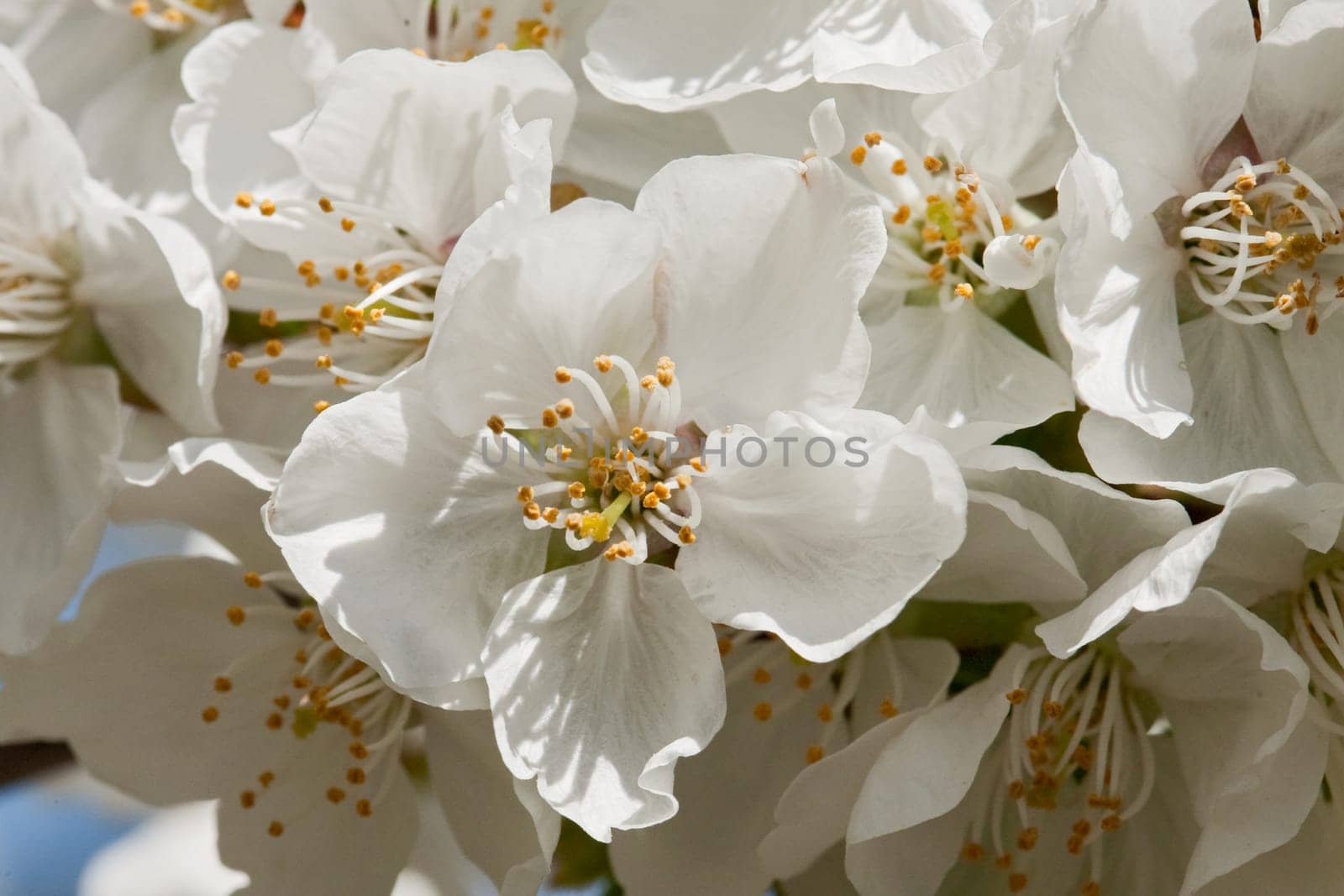 Delicate cherry blossom flower