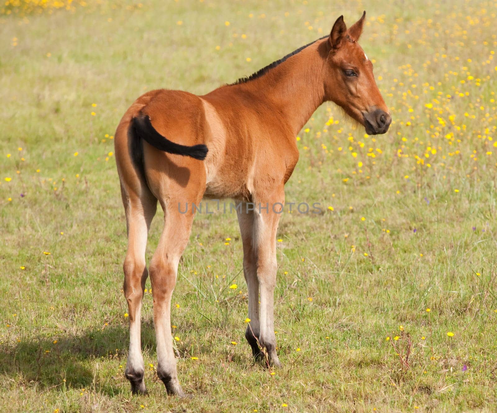 Nice colt in the field