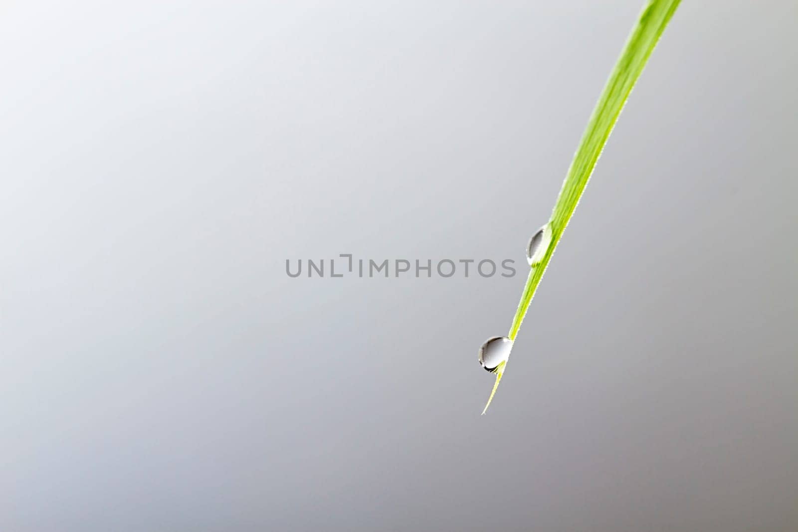 Two drops of water on leaf