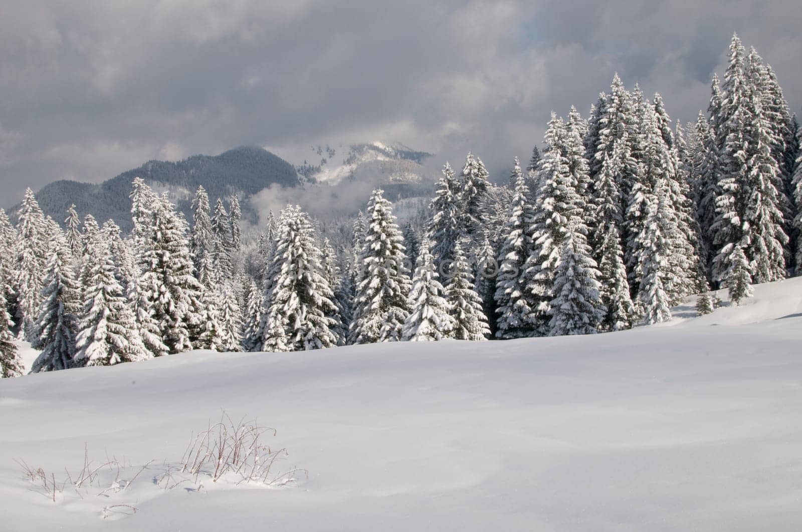 Fir forest in winter
