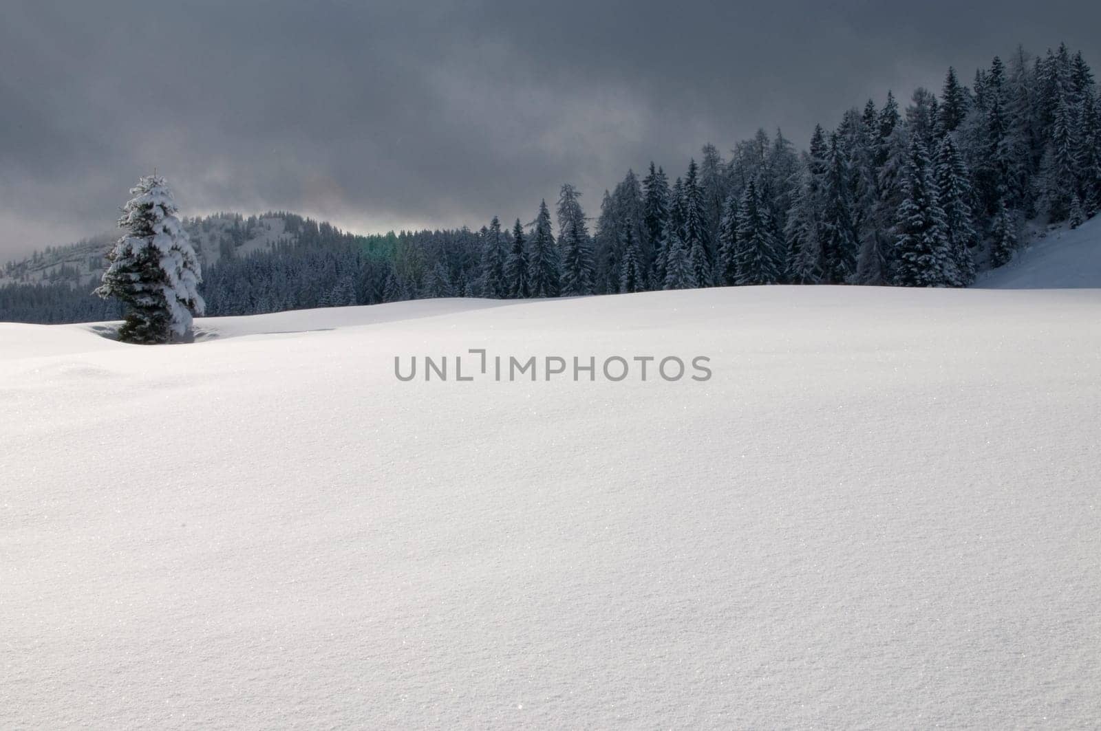 Fir tree in the snow