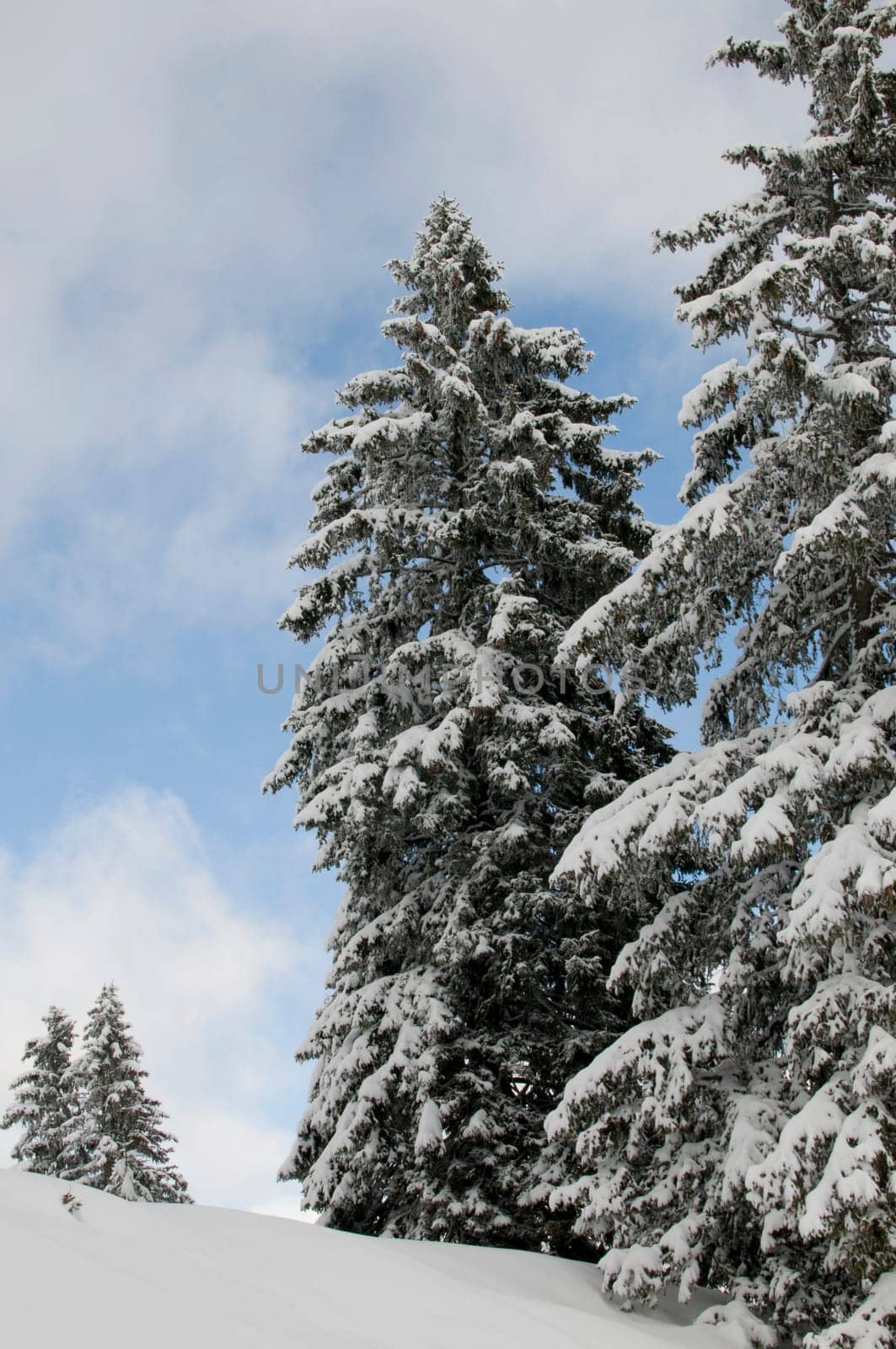 Fir trees in the snow