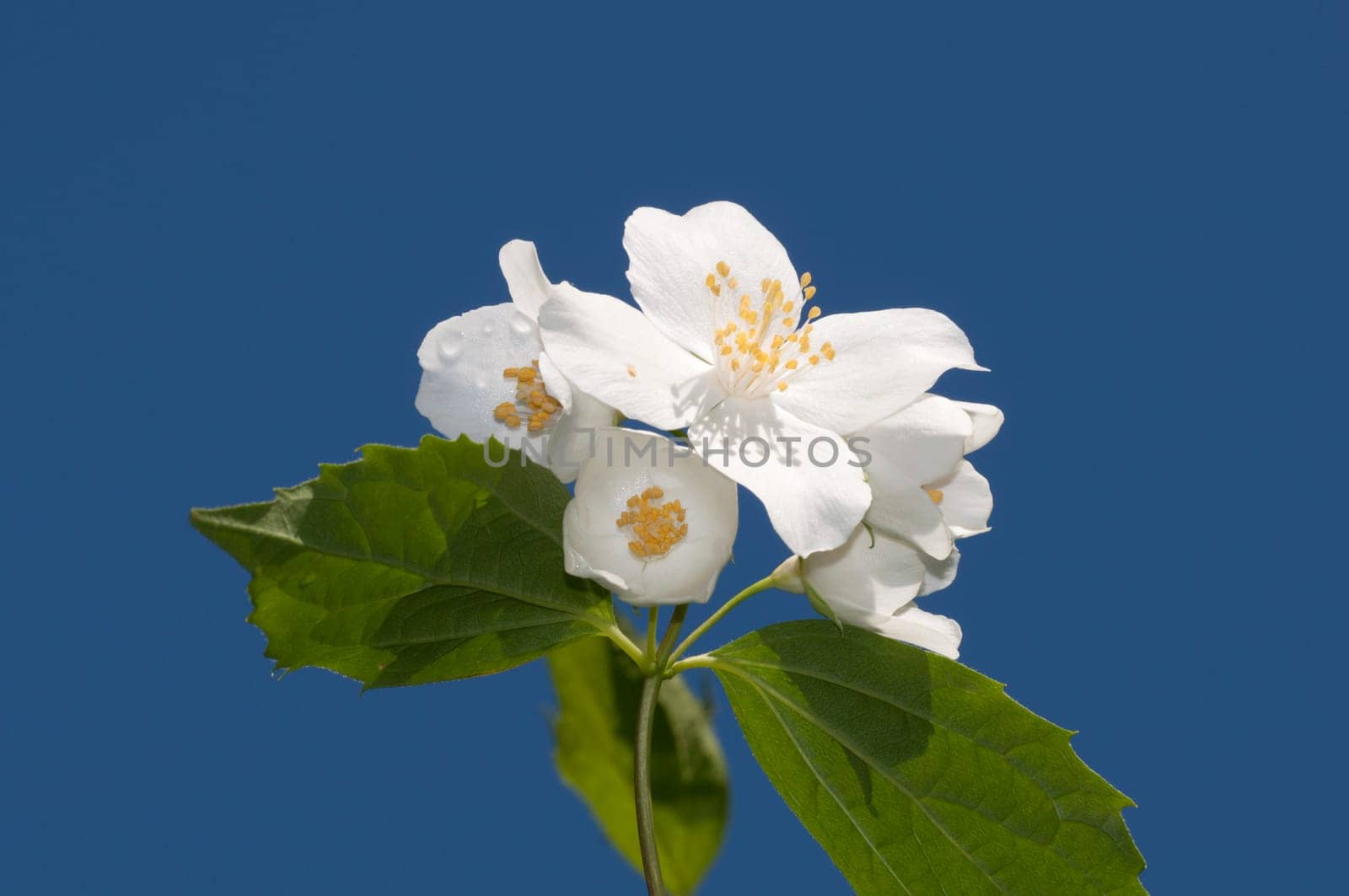 European Pipe Shrub