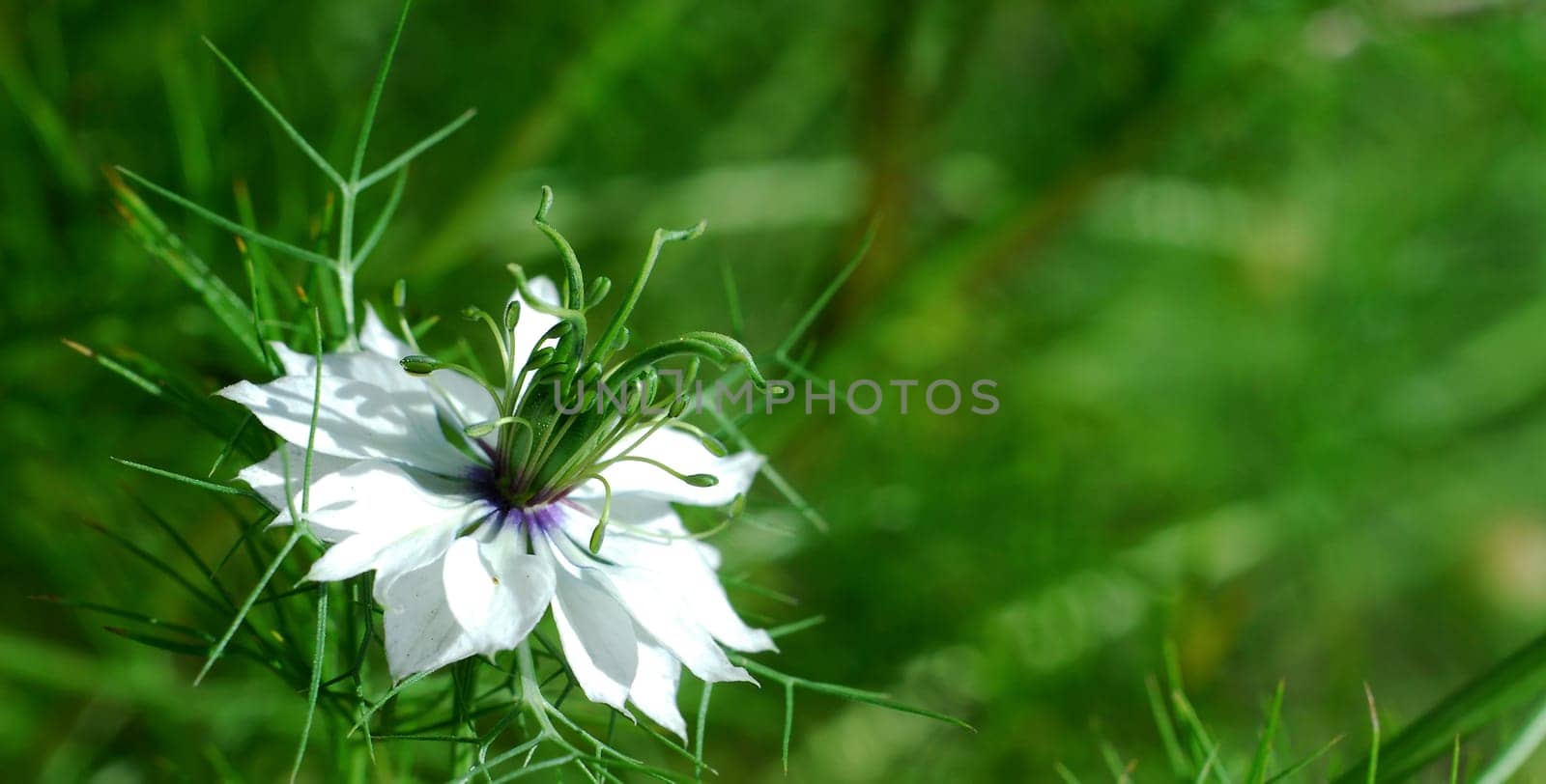 Delicate Blossom