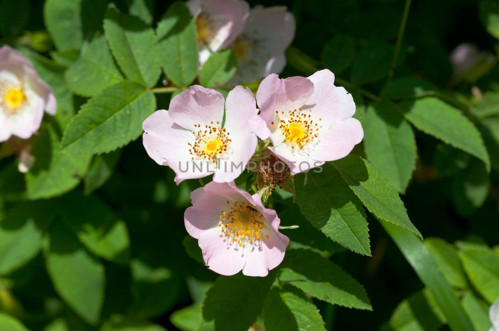 Dog Rose - Rosa canina
