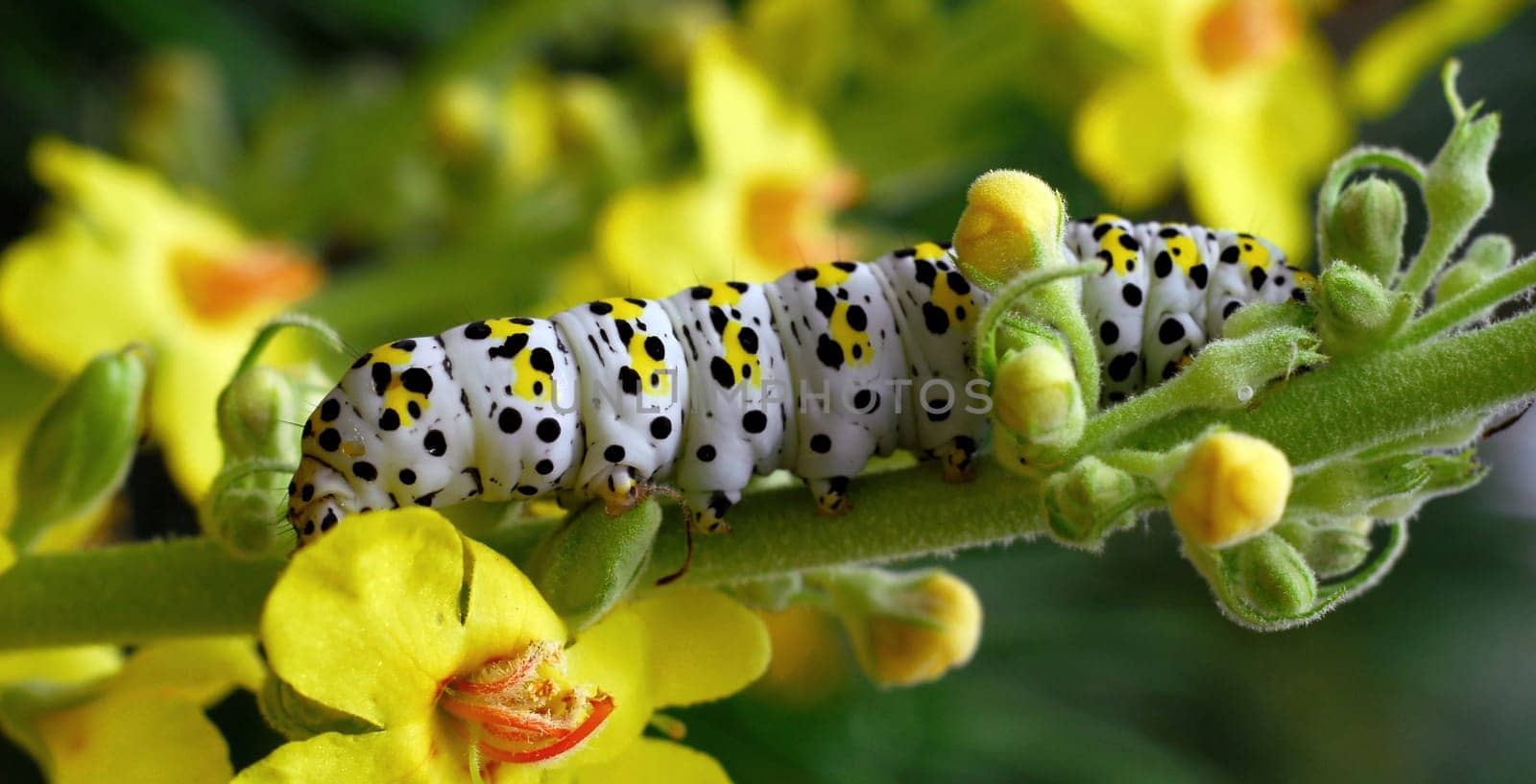 Monk caterpillar on mullein
