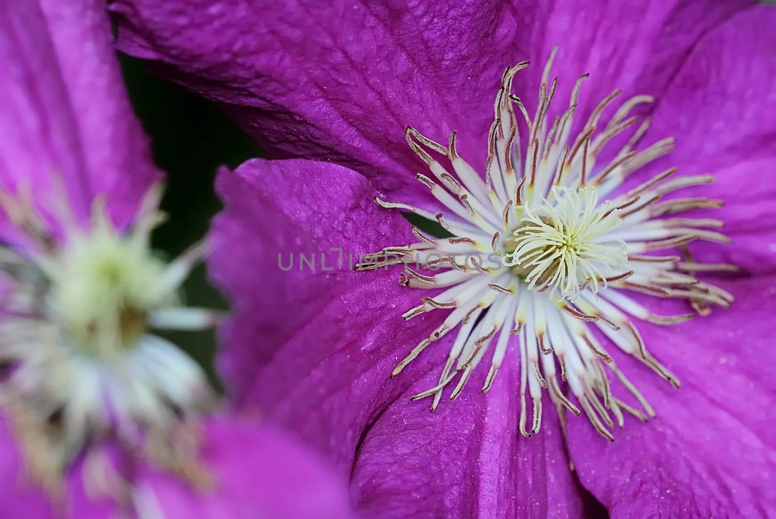 Flowering 3