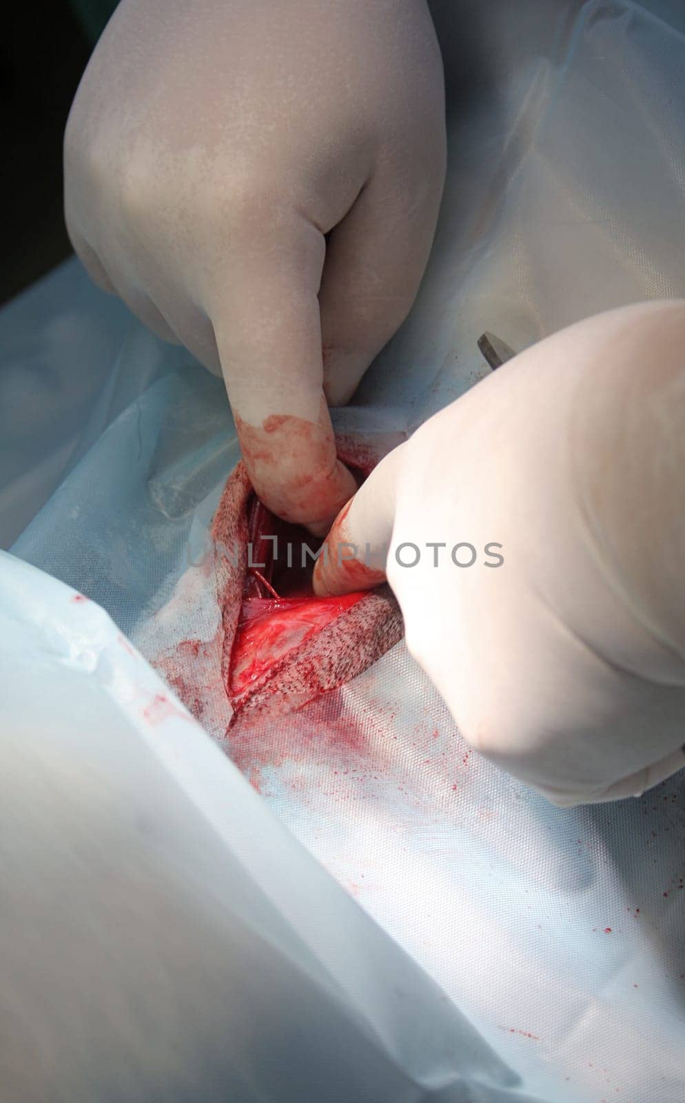 Surgery in dogs