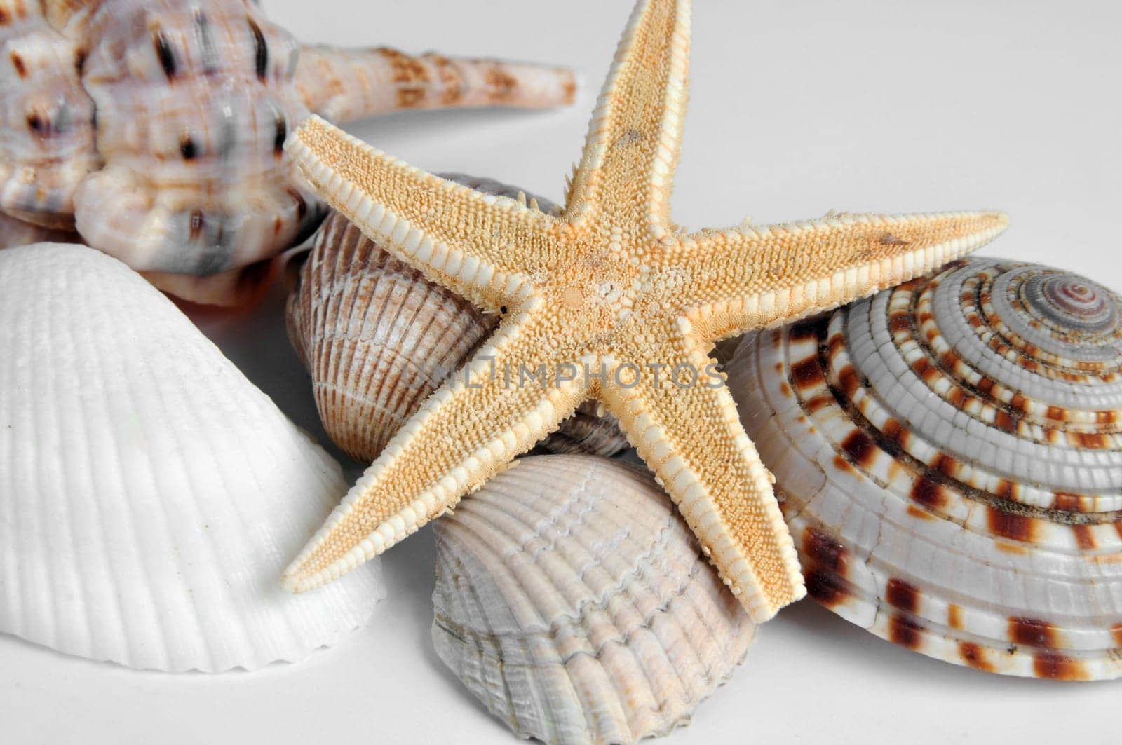 Mussels and starfish