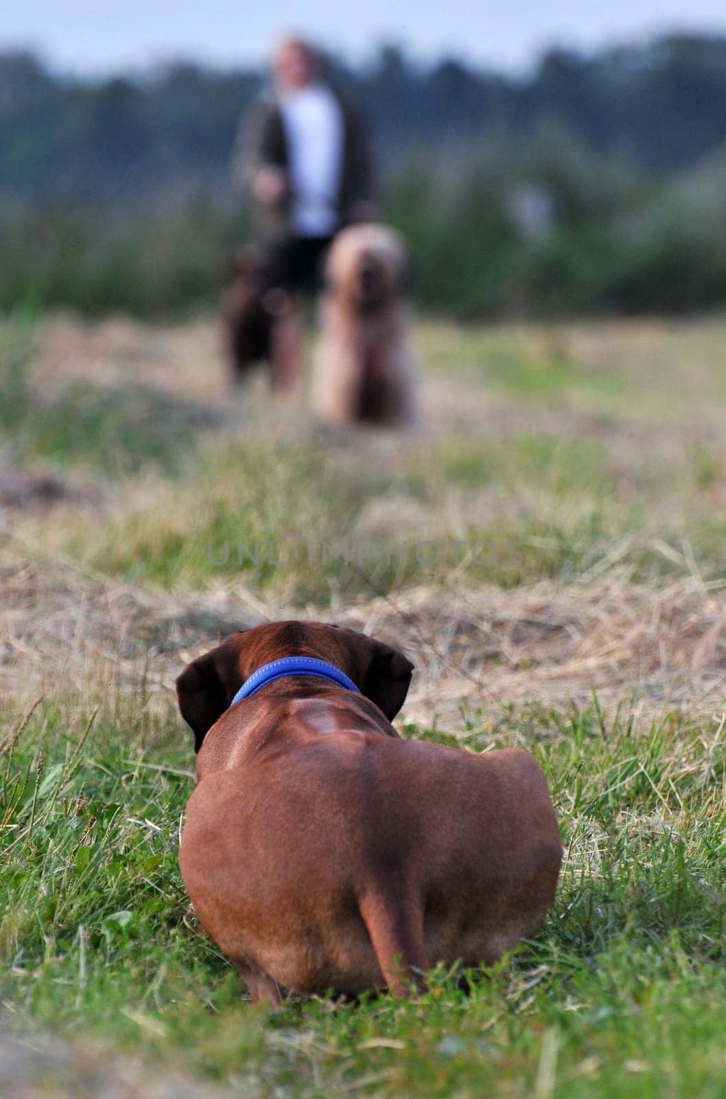 lurking dog