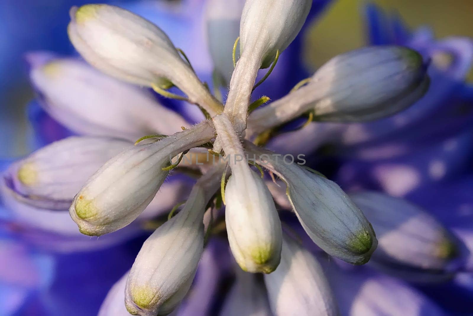 umbel
