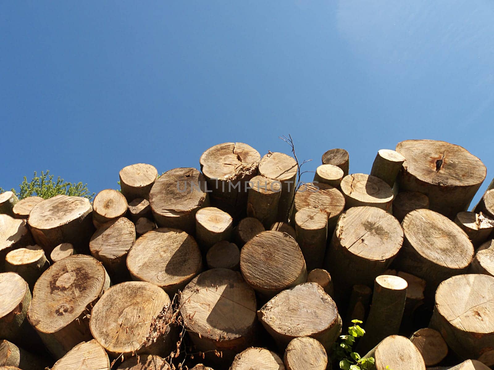 Wood in the forest