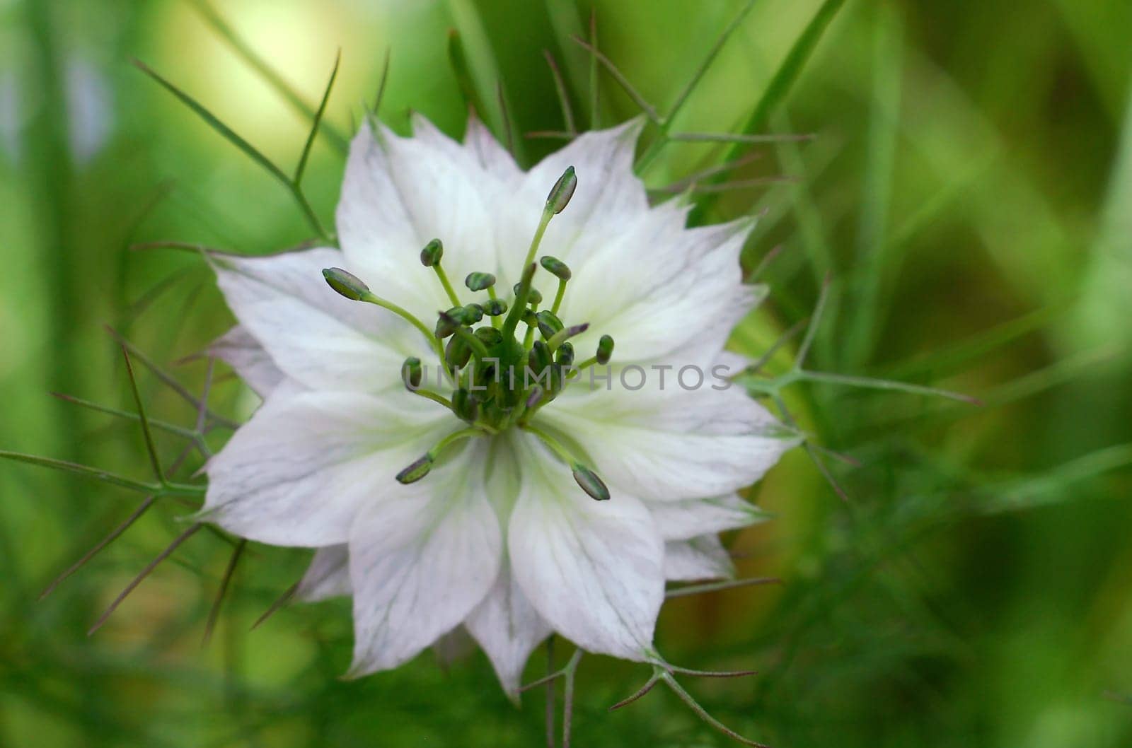 Nigella
