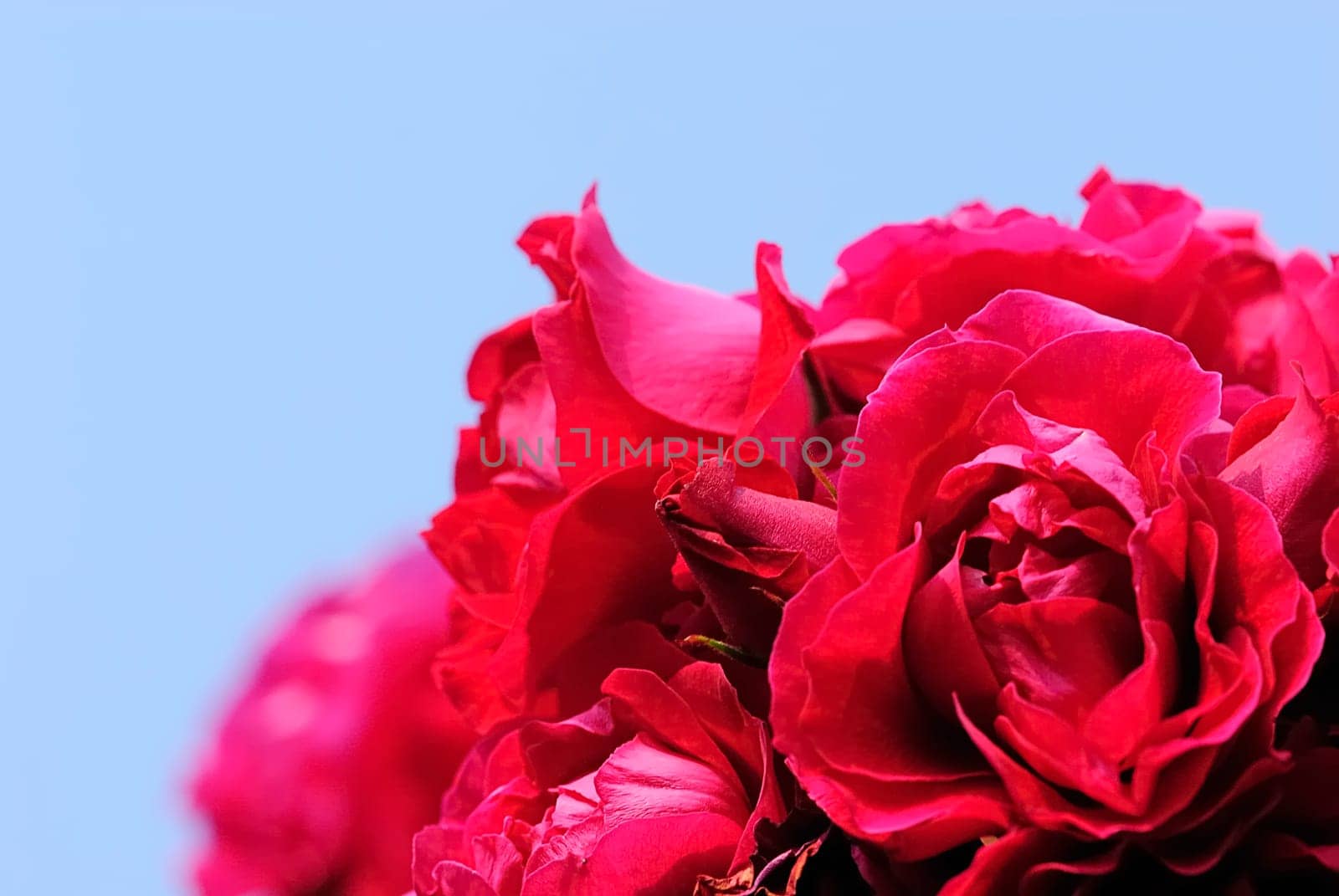 Climbing Rose 1