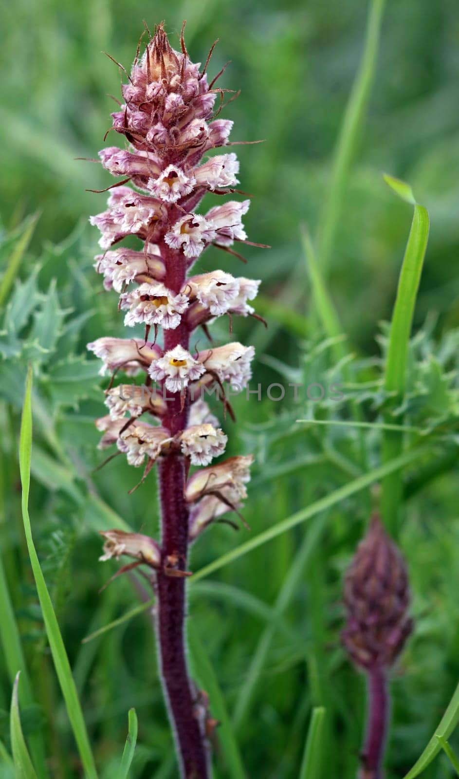 A botanical peculiarity: Parasite on man's litter (Eryngium campestre): the amethyst summerroot (Orobanche amethystea),an endangered native orchid