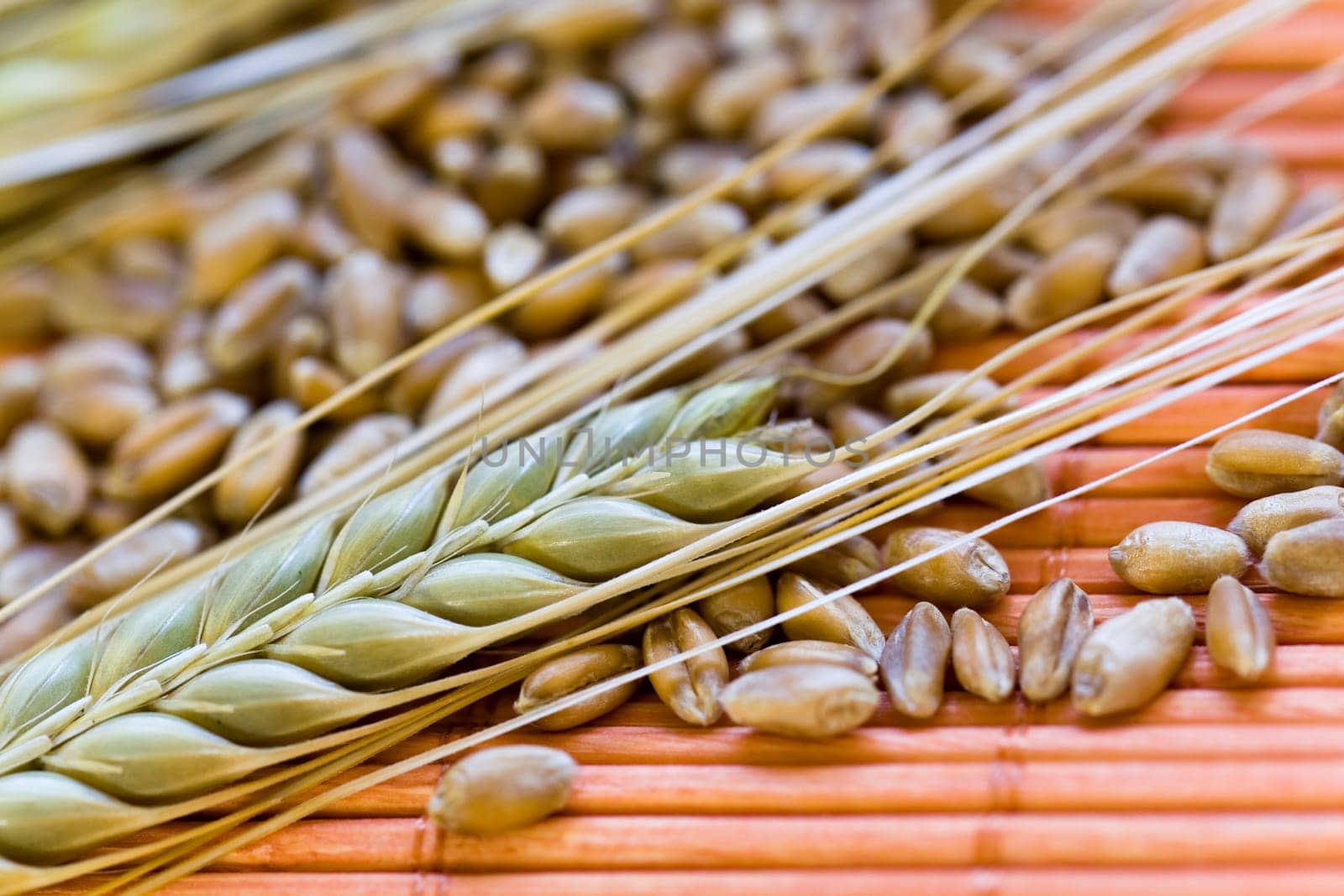 Cereal grain,wheat and ears of corn