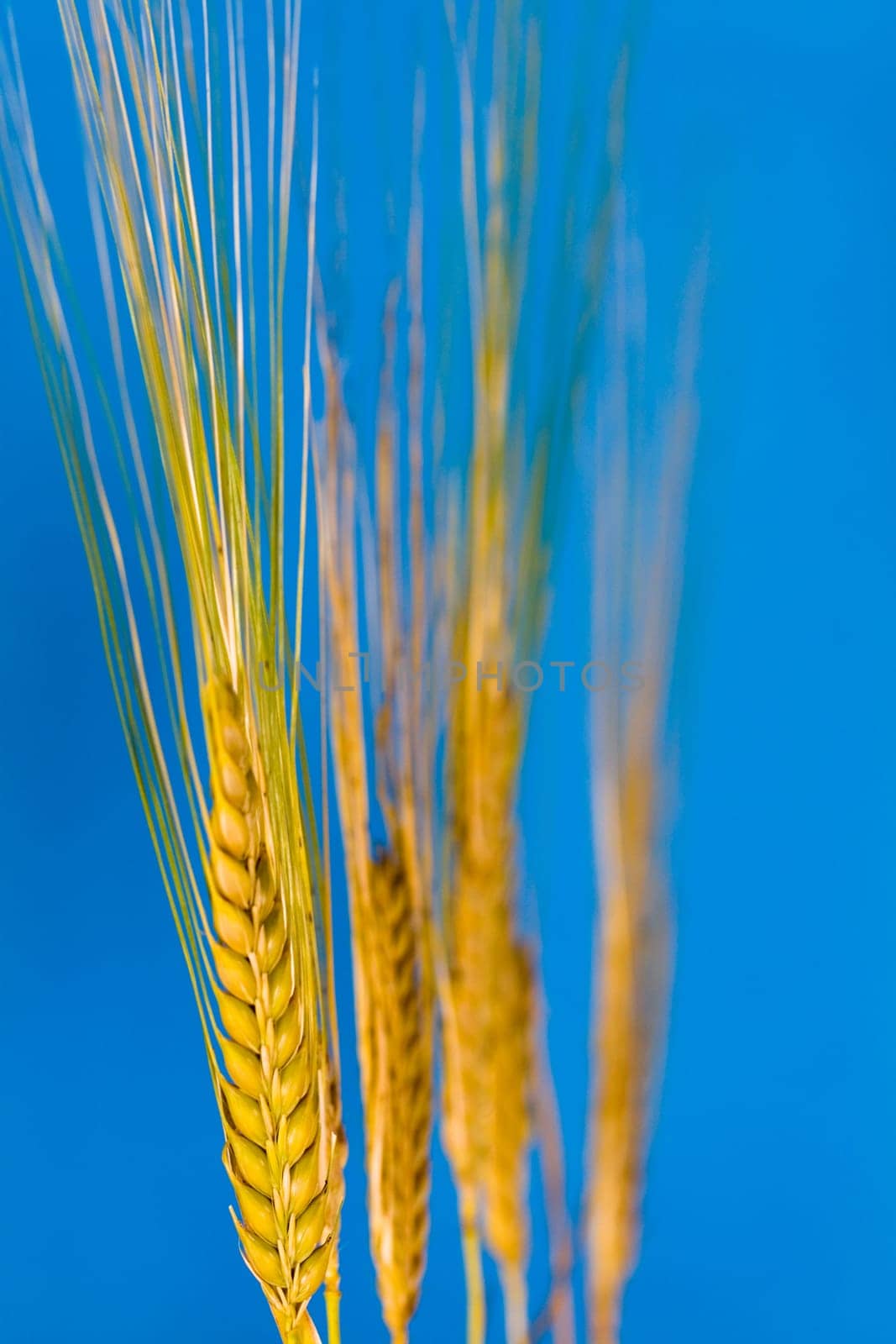 Cereal grain,wheat and ears of corn