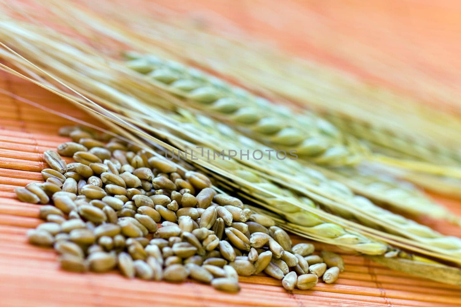 Cereal grain,wheat and ears of corn
