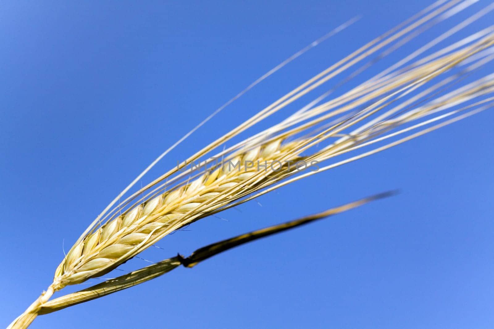 Cereal grain,wheat and ears of corn